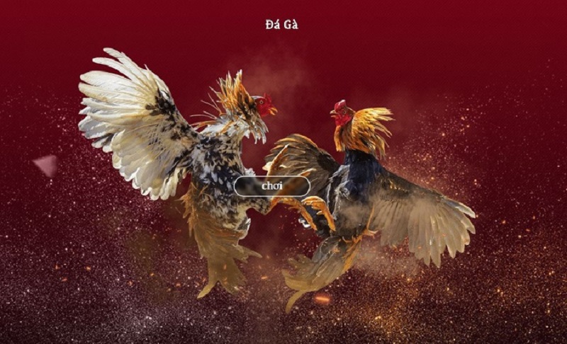 Tham gia Đá Gà với nhiều hình thức đa dạng  